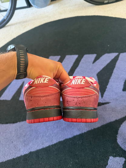 Size 9 - Concepts x Nike SB Dunk Low Premium Red Lobster